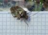 Lygus sp.